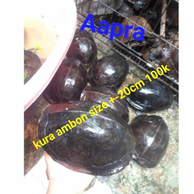

Ambon batok