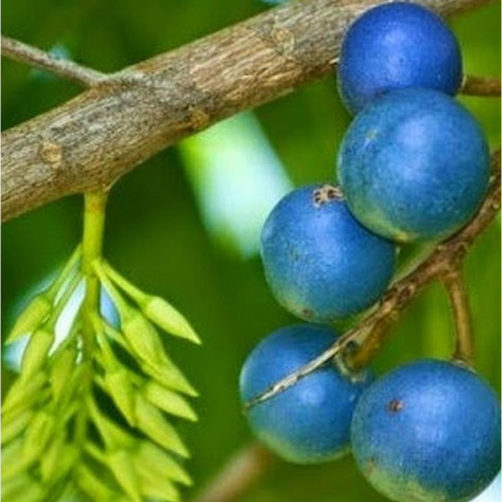 Bibit Okulasi Tanaman Buah Jenitri Genitri S3N@