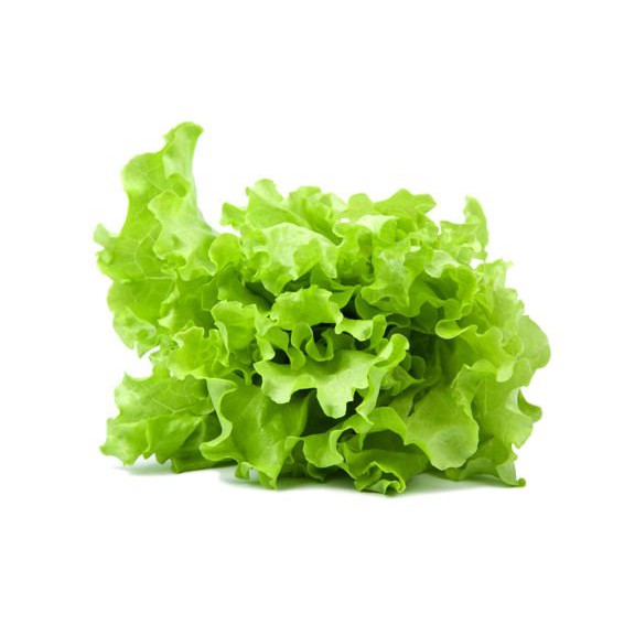 Benih Bibit Biji - Lettuce Fion Green / Selada Keriting Hijau Seeds - Panen Dalam 38 Hari