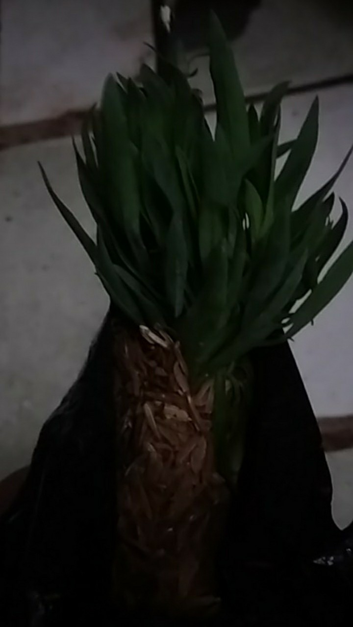 Tanaman Hias Dianthus Atau Anyelir Merah Murah