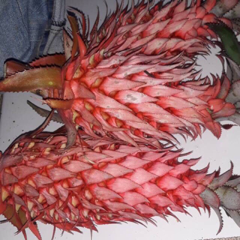 

nanas merah nanas muda