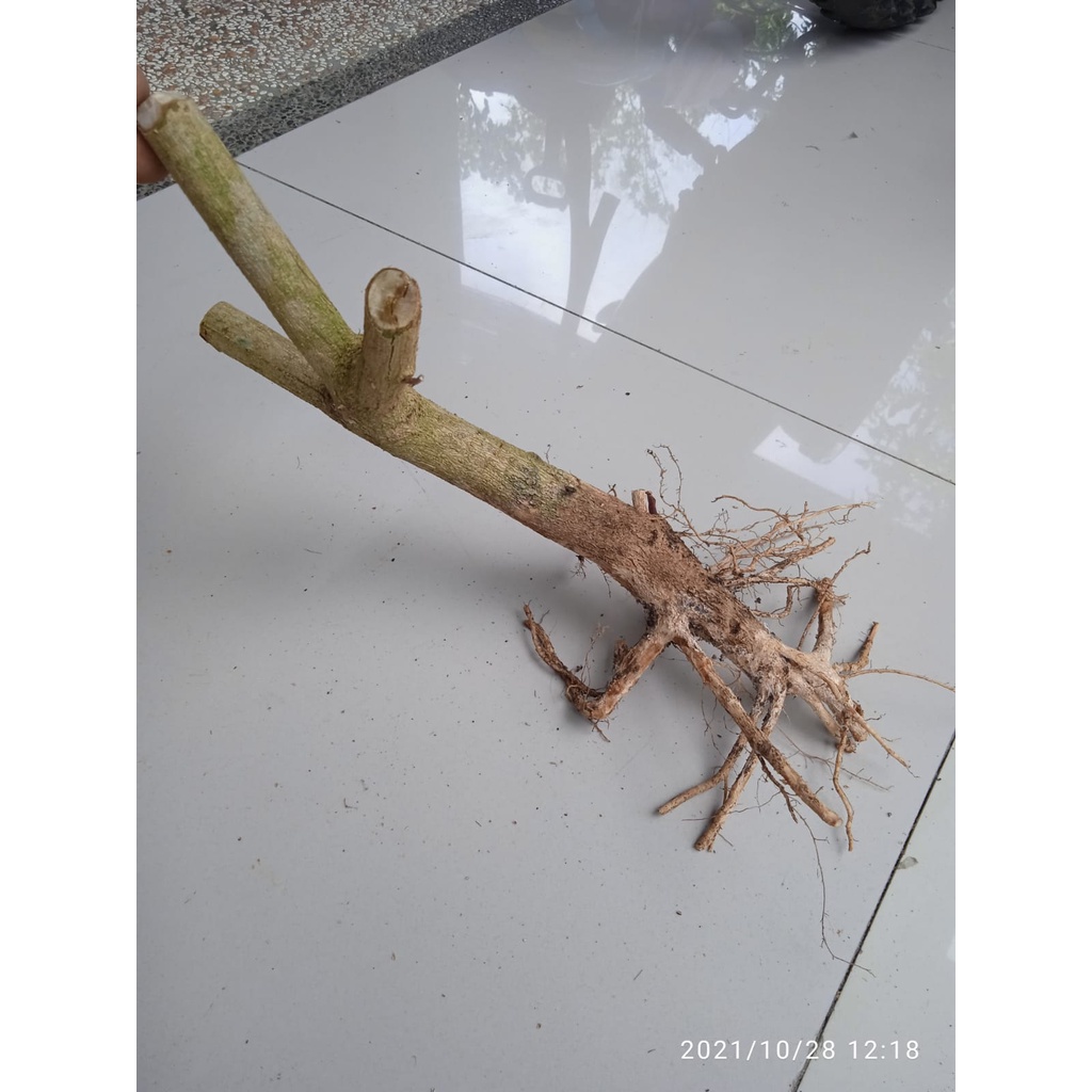 BAHAN BONSAI LANTANA /TREMBELEK DONGKELAN TERMURAH