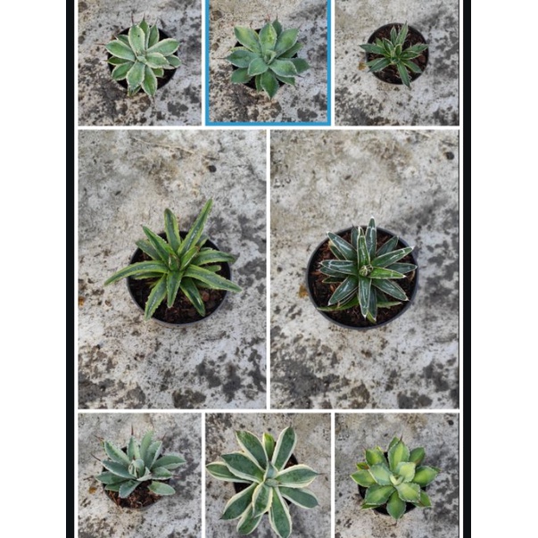 Agave Plant | Tanaman Agave | Tanaman Hias Agave