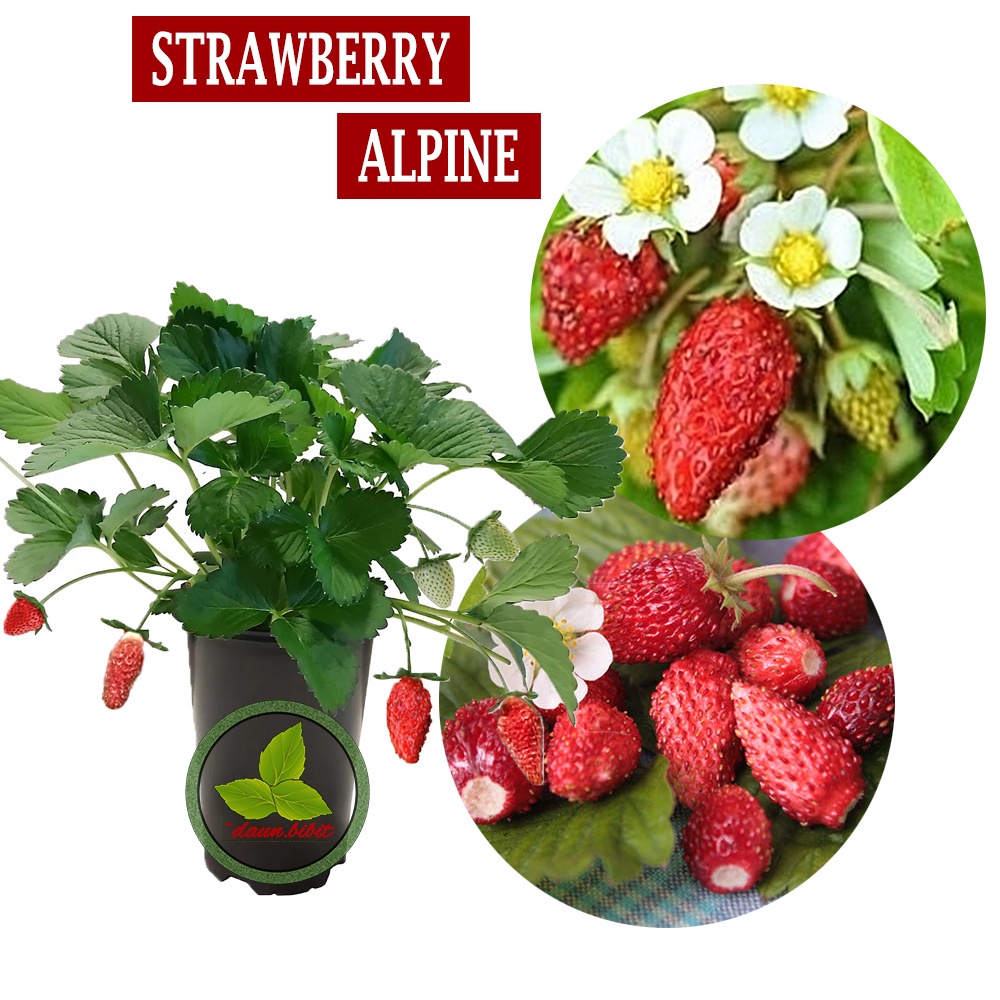 Bibit STRAWBERRY ALPINE Import Siap berbuah