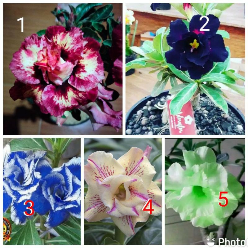 Jual Promo Paket Jenis Warna Bunga Pohon Kamboja Jepang Adenium