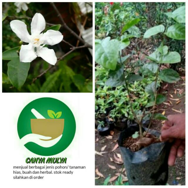 Bibit pohon tanaman bunga melati gambir / pohon melati