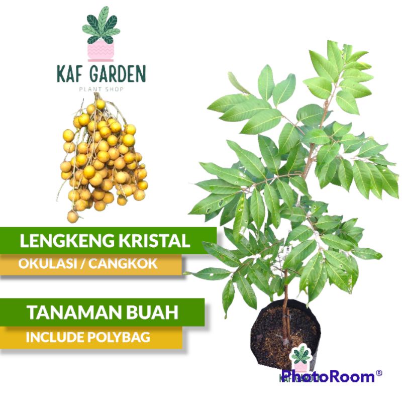 Bibit Kelengkeng New Kristal Tanaman Buah Kelengkeng New Kristal Lengkeng