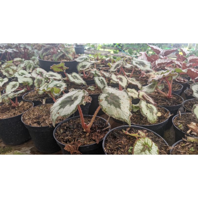 begonia keong escargot  - unyeng - begunia unyeng - Tanaman daun