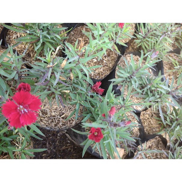 Tanaman Bunga Anyelir~Tanaman Hias Anyelir~Bibit Tumbuhan Anyelir~Minim order 10 pohon