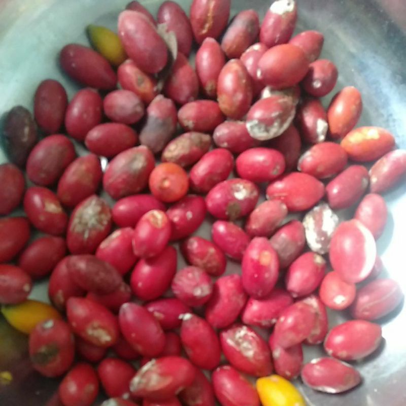 

Sayur Biji Belinjo / Blinjo / Mlinjo / MeLinjo / Bago