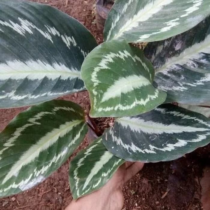 Tanaman Calathea silverback pohon calatea silverback