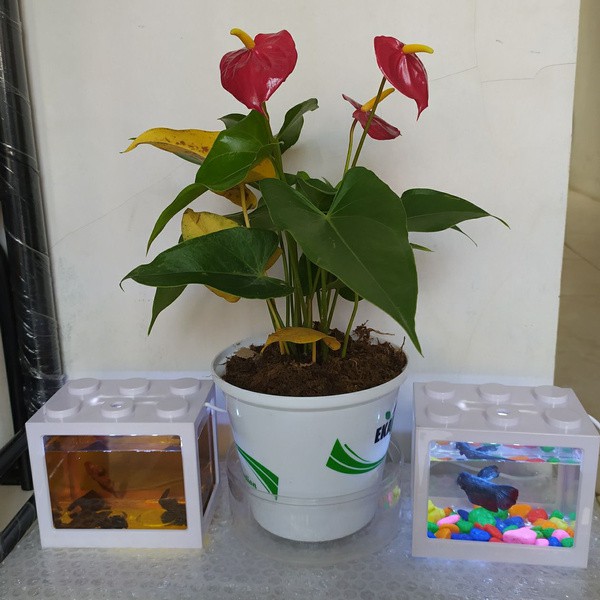 Akuarium Mini Led / Aquarium Cupang Mini Kecil Susun Lampu Led ikan hias cupang colokan usb Akuarium Nyala LED Terang Tempat Ikan Hias