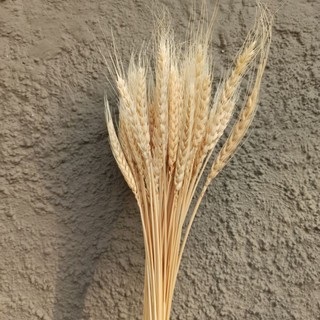 Dried Wheat Flower Gandum Kering Warna Putih Bunga Gandum Dried Wheat Flower Gandum Kering Warna Putih Bunga Gandum