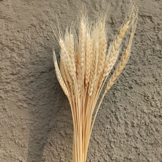 Dried Wheat Flower Gandum  Kering Warna Putih Bunga Gandum  