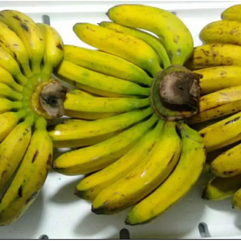 

pisang barangan 1 sisir