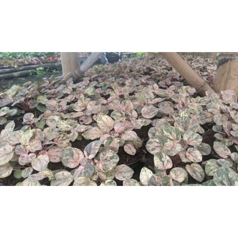 Paperomia varigata /  peperomia caperata variegata pink lady - BAKUL KEMBANG