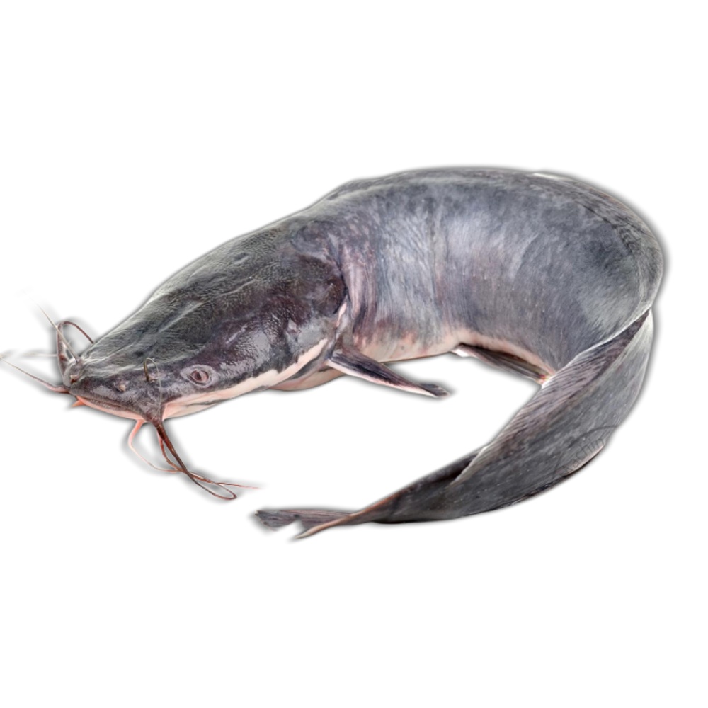 

Ikan LELE Fresh