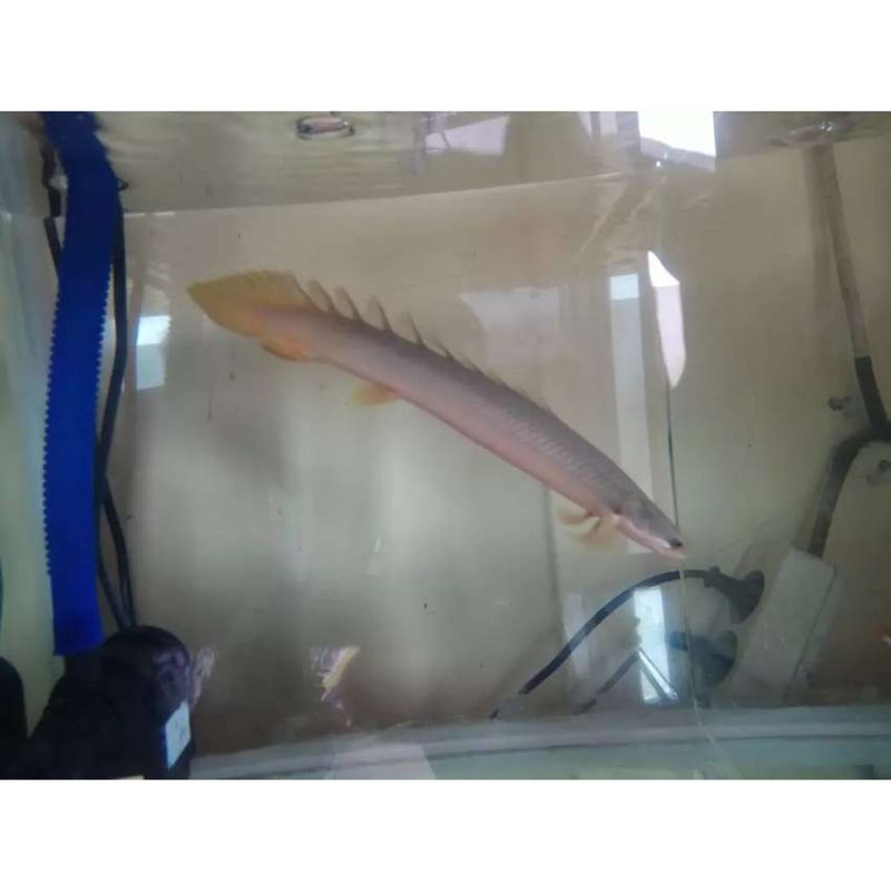 

ikan palmas sanigalus