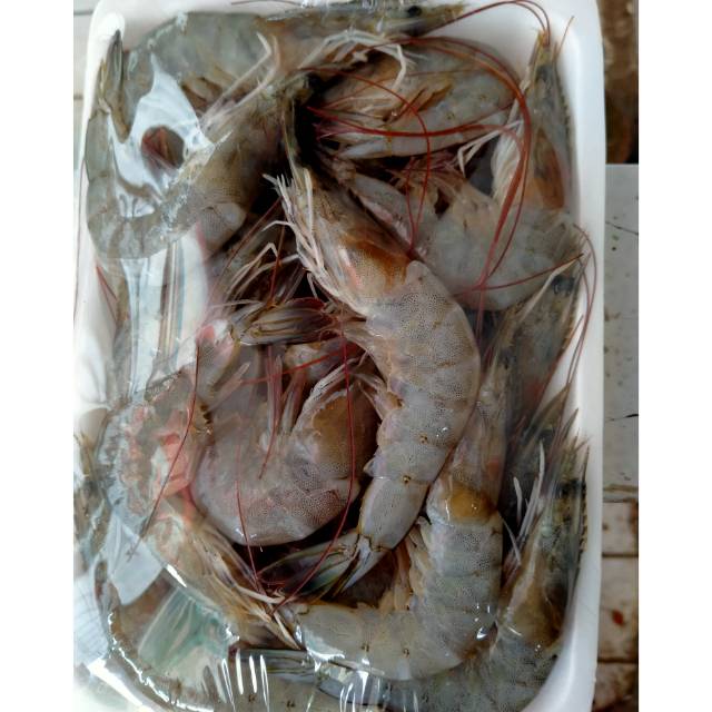 

Udang ukuran Besar