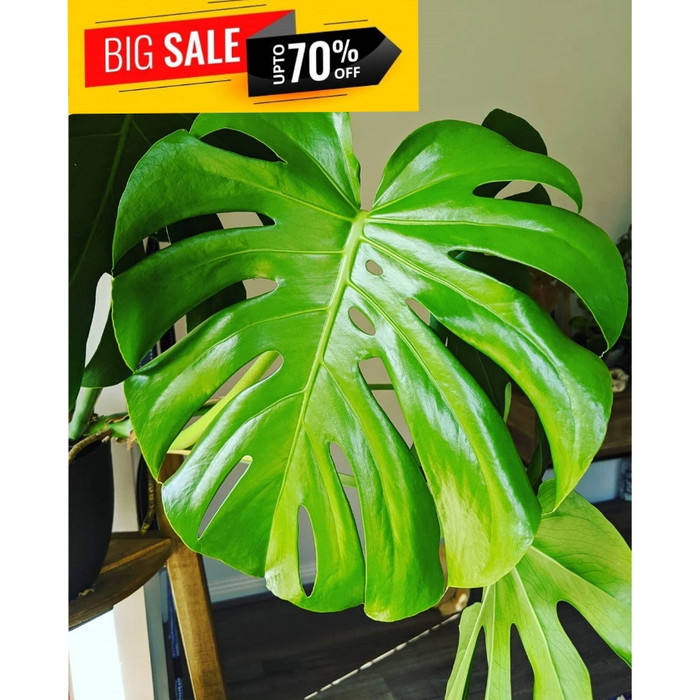 MONSTERA DELICIOSA - Bibit Monstera King