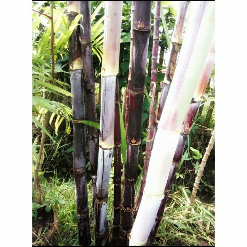 Bibit Stek Tebu Hitam / Tebu Hitam / Tebu Wulung / Tebu Ireng