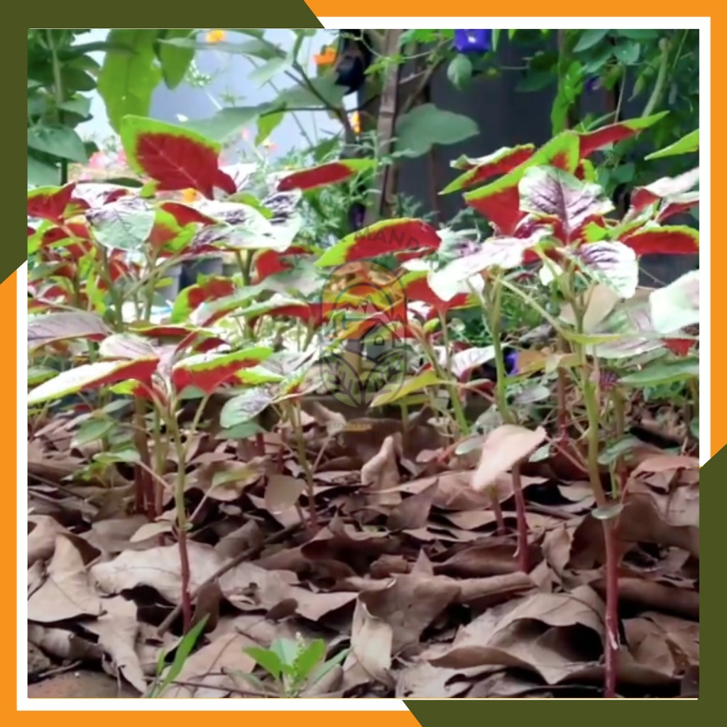 Benih Bayam Batik/Belang Seribuan