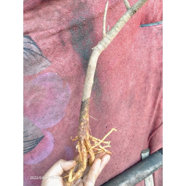 bahan bonsai mame/small Anting putri