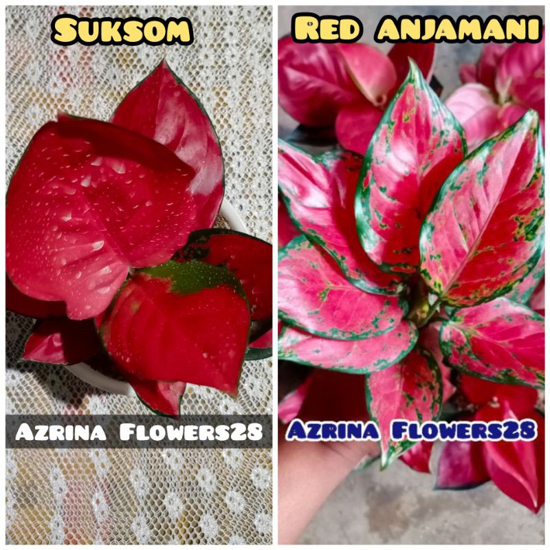 Aglonema Paket Isi 2 jenis murah, Suksom jaipong super, red anjamani super