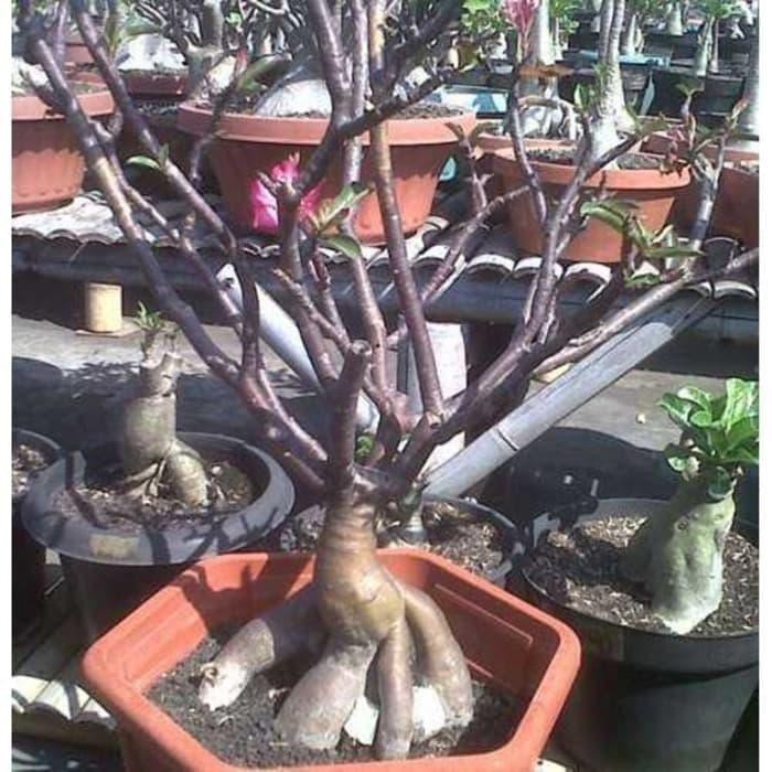 Bibit Benih Biji Black Somalense Adenium Arabicum - Bibit Tanaman Bunga Black Adenium Arabicum - COD