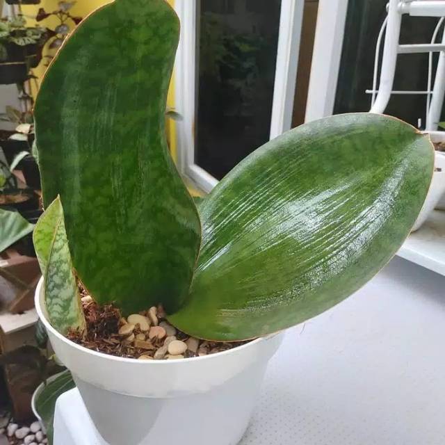 Lidah mertua centong besar murah