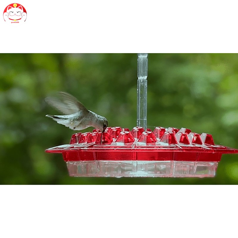 Tempat Makan Burung Kolibri