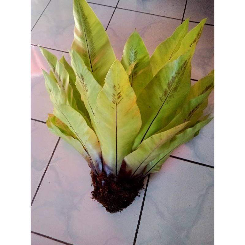 Kadaka Super Jumbo