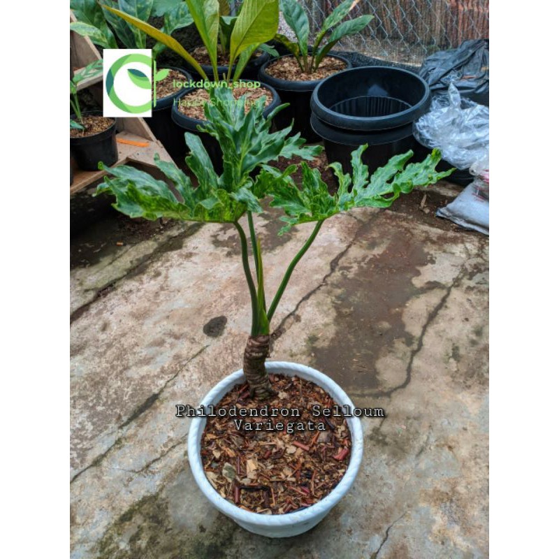 Philodendron Selloum Variegata / Thaumatophyllum Selloum Variegata