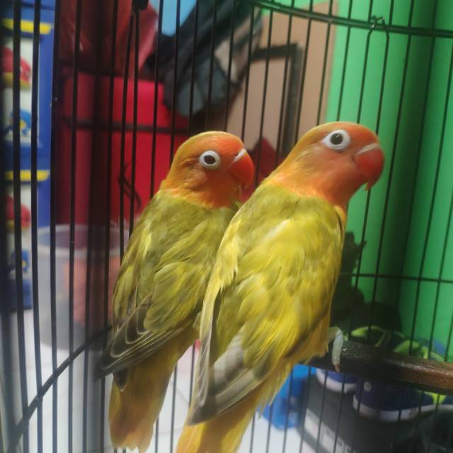 Lovebird pied euwing