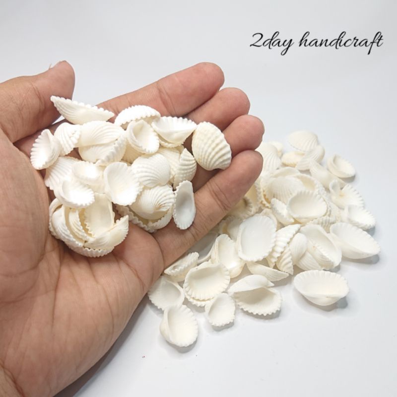 Kulit Kerang - Kerang Putih - Cangkang Kerang Untuk Craft - Kerang
