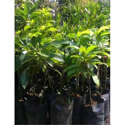 BIBIT RAMBUTAN RAPIAH STEK OKULADI CEPAT BERBUAH