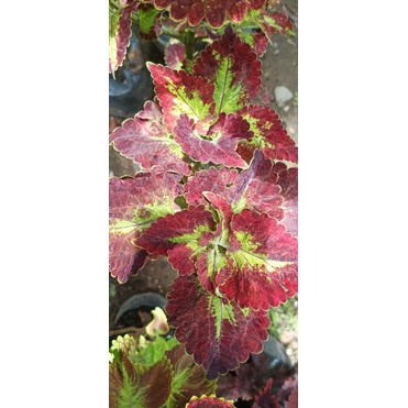 miana super premium merah ratu