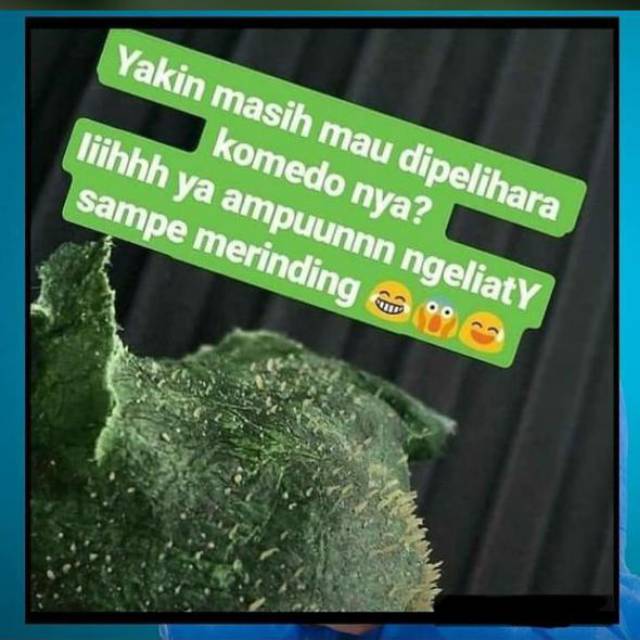 MASKER Spirulina tianshi ORIGINAL DISTRIBUTOR