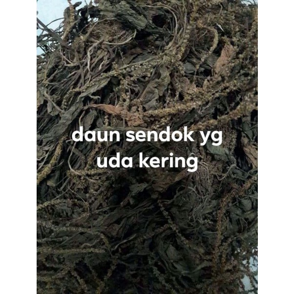 Daun sendok/Ki urat kering 200 gram