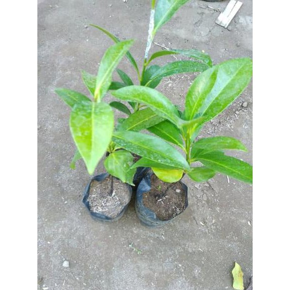Benih Tanaman Bibit Buah Black Sapote Okulasi R01