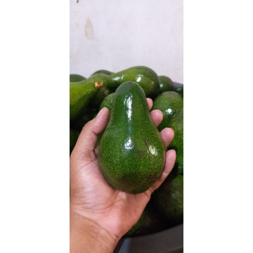

Alpukat Mentega lampung