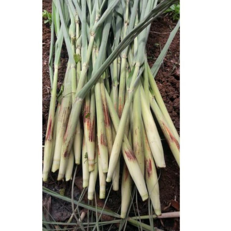 

ㆅ Terubuk turubuk telu tebu telur tebo 500g NEW ARRIVAL 2888 ◘