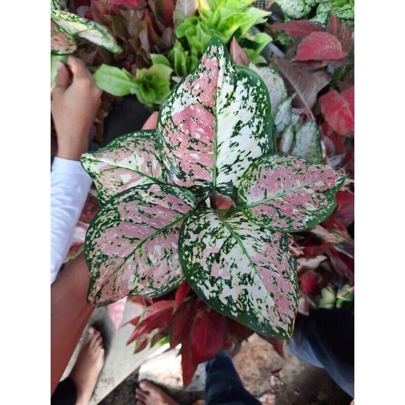BONGGOL AGLONEMA TRICOLLOR/BIBIT BONGGOL AGLONEMA TRI COLLOR