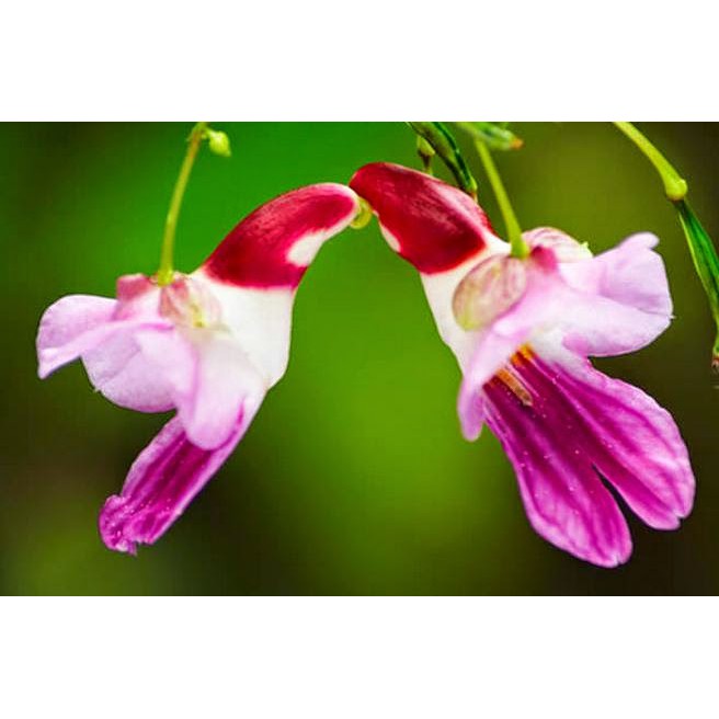 Bibit Benih Biji Bunga Anggrek Burung - Biji Pohon Bunga Anggrek Burung - Bunga Anggrek - COD