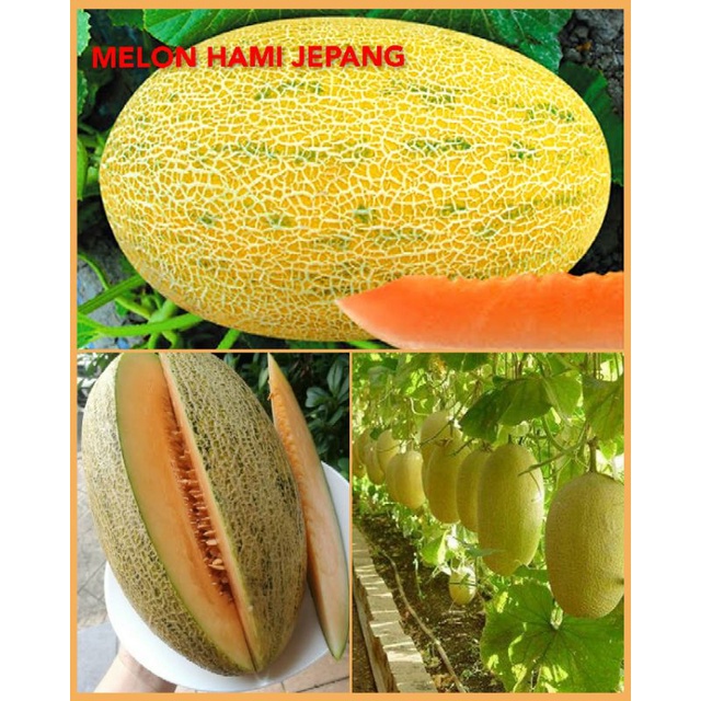 Benih Melon hami - musk Jepang Legit Manis (4 bibit)