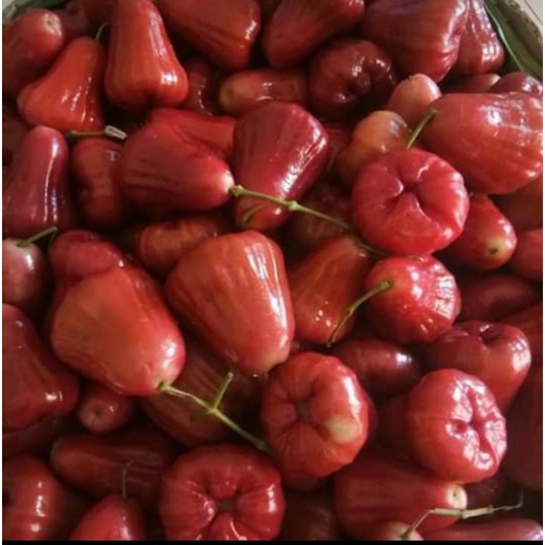 

Buah jambu citra merah manis 1 kg