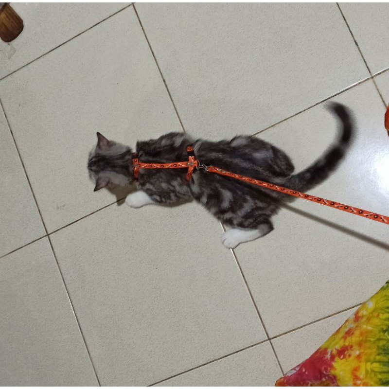 Harnes H kucing kelinci  anjing ras kecil tali tuntun