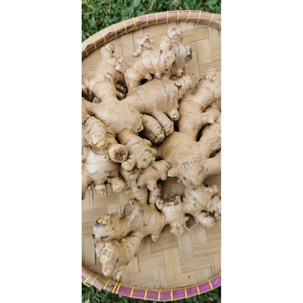 

Jahe Gajah Segar 500gr
