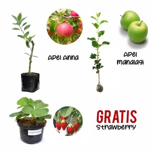 BIBIT APEL ANNA DAN MANALAGI