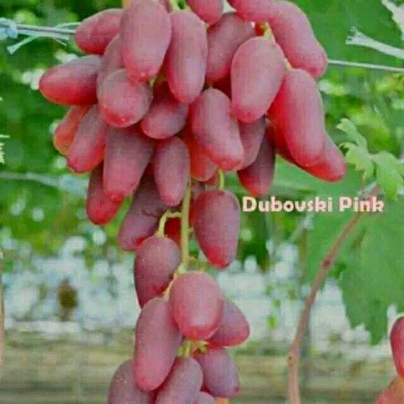 bibit anggur deboviki pink